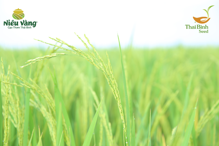 Gạo Tám thơm Tiền Hải – hương thơm ngát và vị đậm đà khó cưỡng tin-tuc 