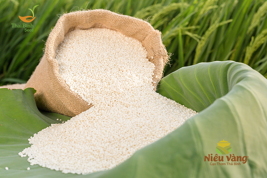 Gạo sạch là gì? 5 cách phân biệt Gạo Sạch và Gạo Bẩn tin-tuc 