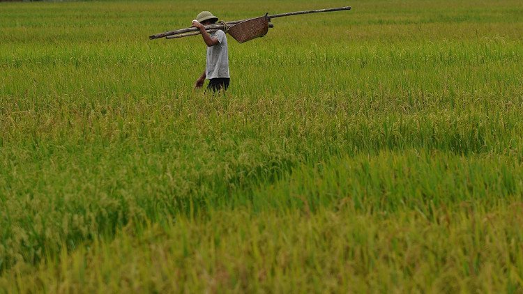 Tìm hiểu về nền văn minh lúa nước lâu đời của dân tộc Việt Nam – Phần 2 tin-tuc 