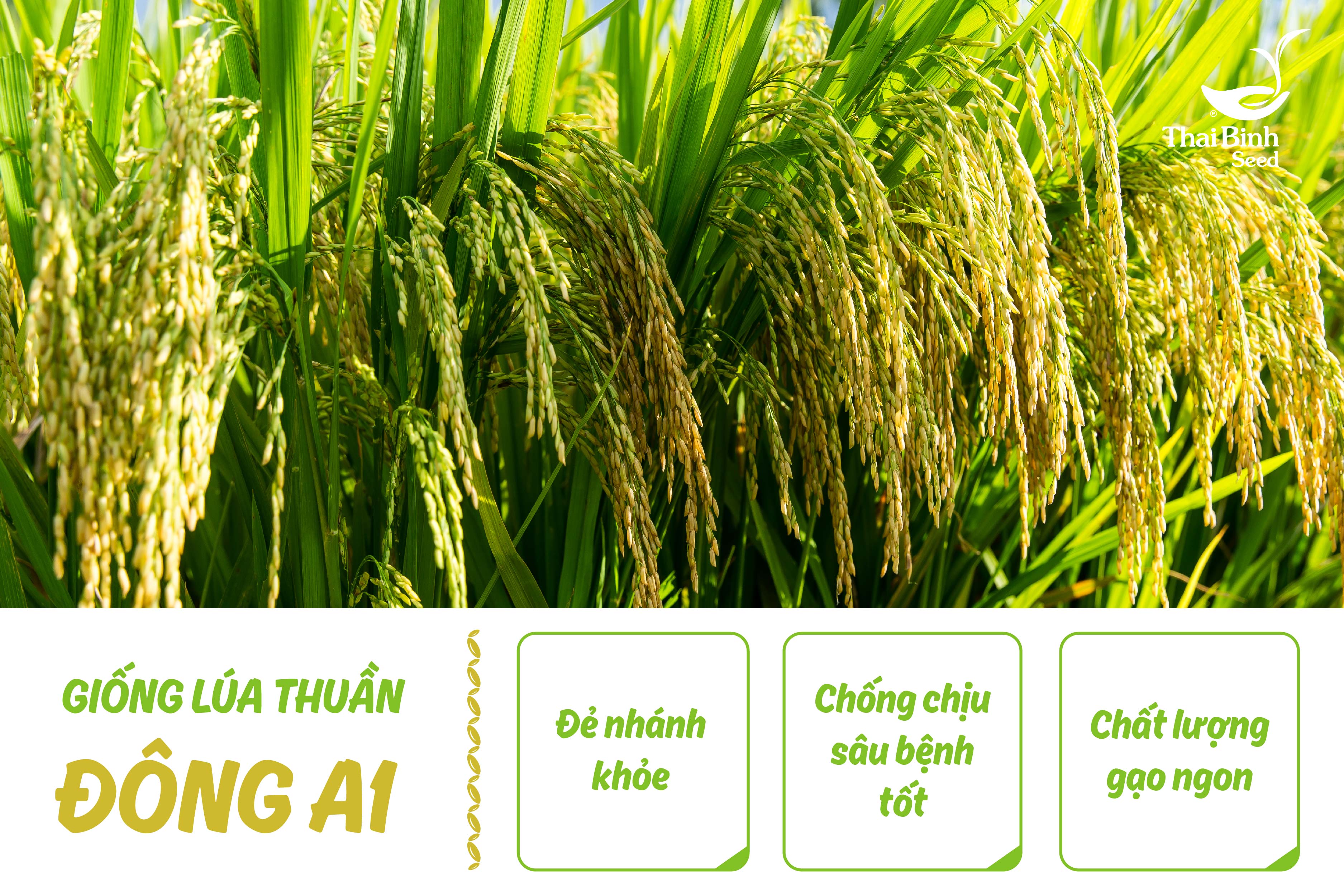 Top 5 giống lúa cho gạo ngon nhất 2020 tin-tuc 