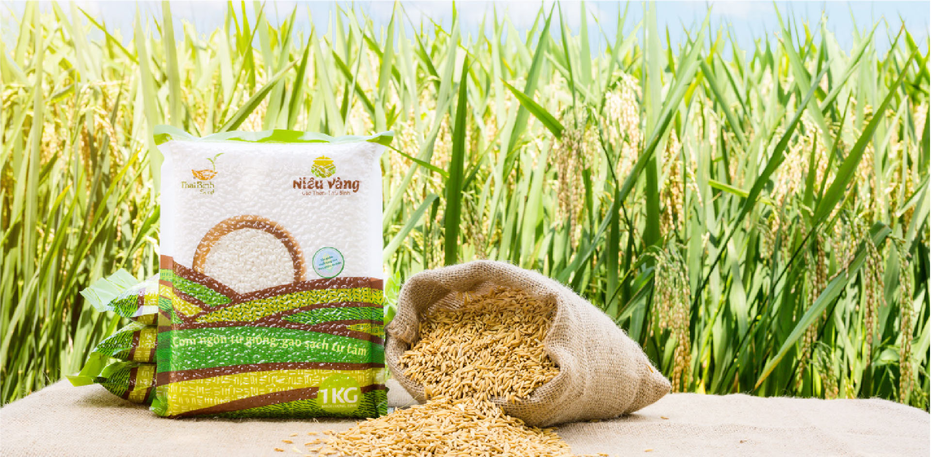 Người 40 năm đi tìm và nghiên cứu loại gạo sạch từ giống lúa 